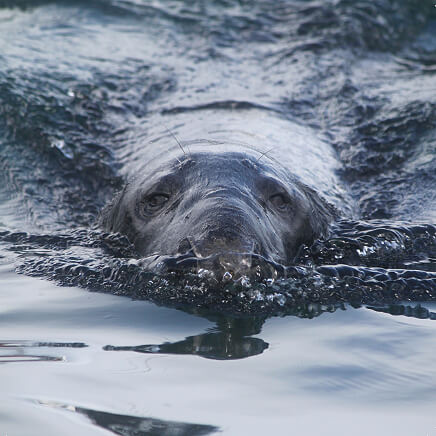 Greetings Card Grey Seal