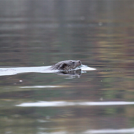 Greetings Card Otter