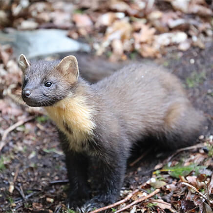 Greetings Card Pine Marten