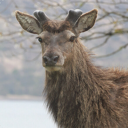 Greetings Card Red Deer - Stag