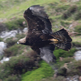 Greetings Card Golden Eagle