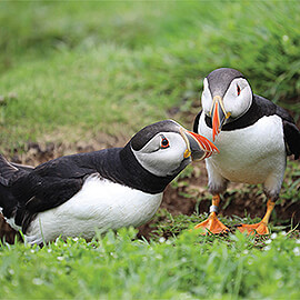 Greetings Card Puffins